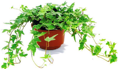 記住這四條規(guī)則，巧用植物甲醛治理！
