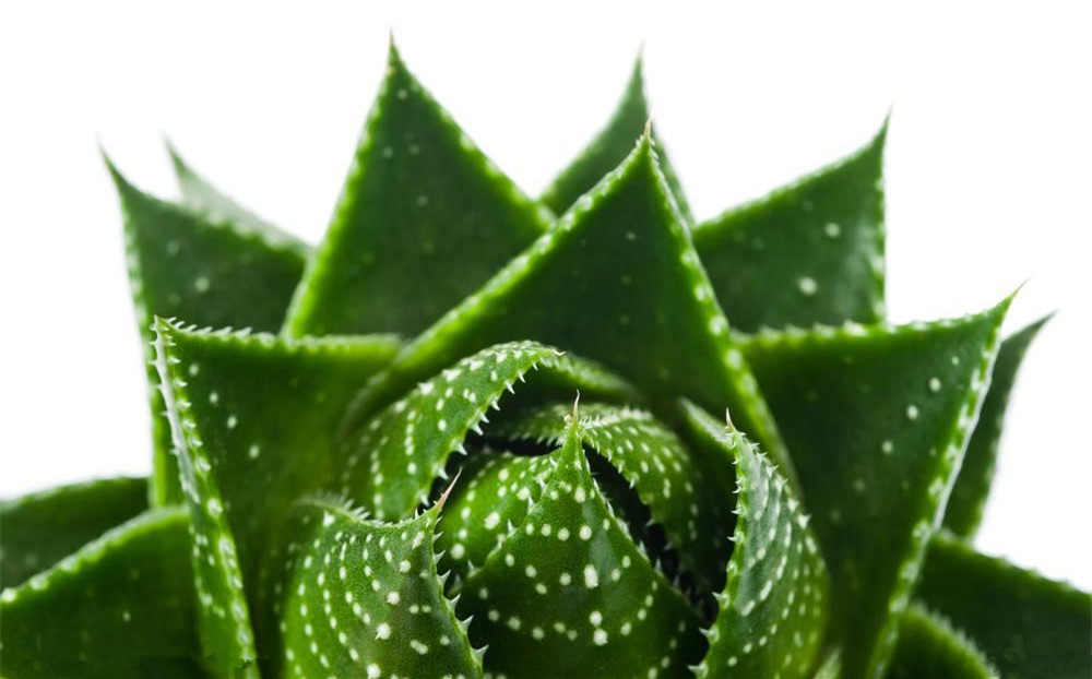 記住這四條規(guī)則，巧用植物甲醛治理！