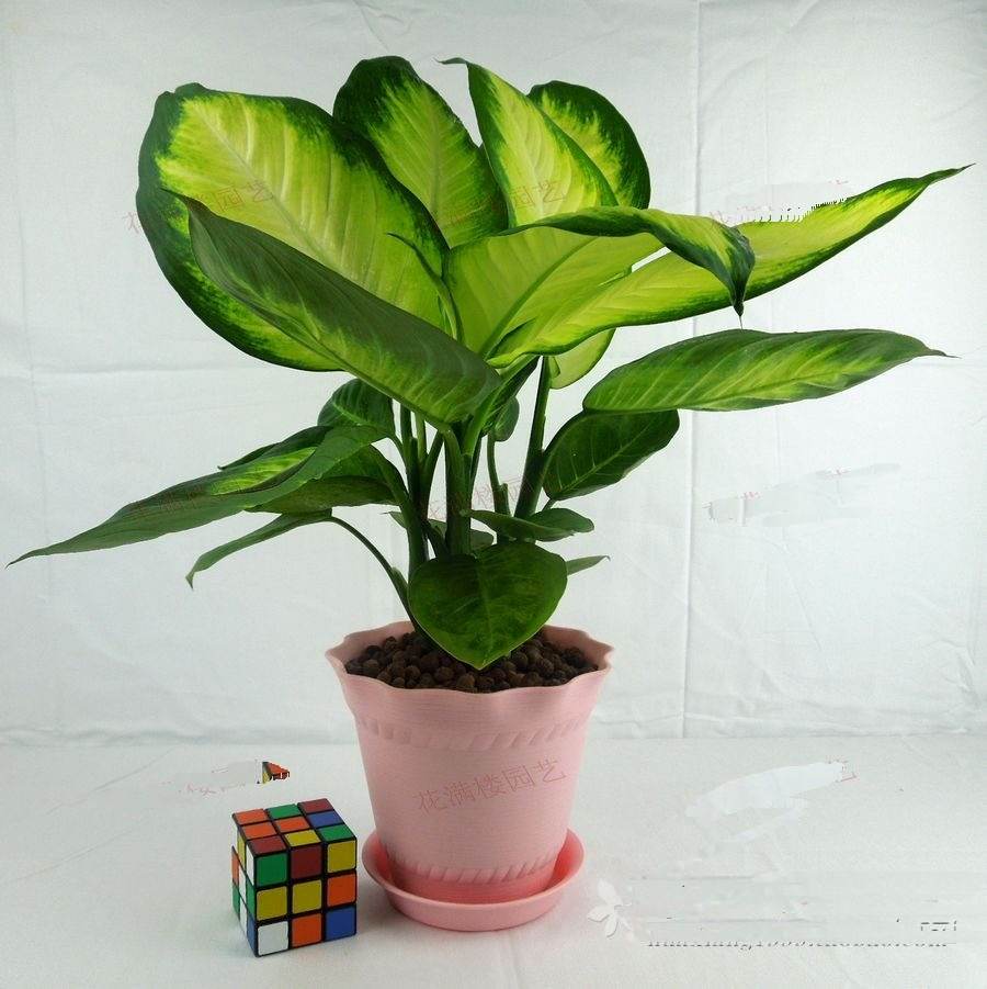 哪些植物可以除甲醛，本事***呢？