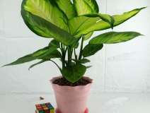 哪些植物可以除甲醛，本事最大呢？